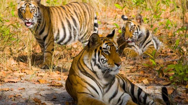 Safari Photography Tips