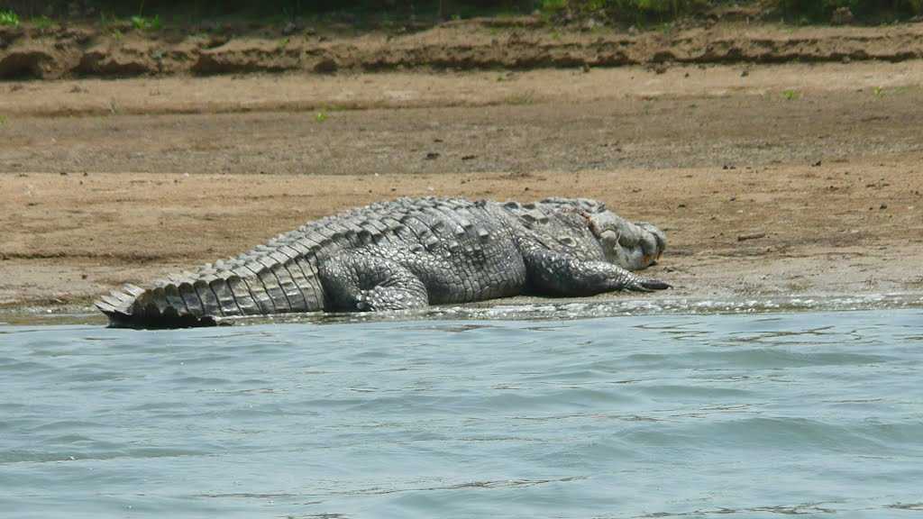 Chambal Gharial Alligator Safari alligator spotting