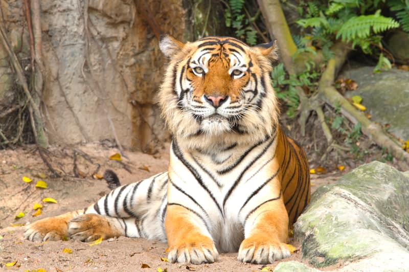 Ranthambore Tiger Special Tour Plan
